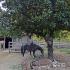 Hillenglade